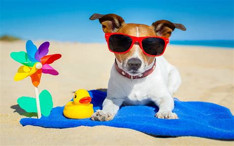 Beach Dog Sunglasses Beach Sand Rubber Duck Toy Towel Pinwheel