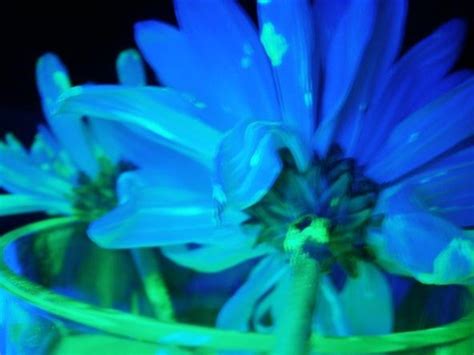 We did not find results for: Prank Your Friends with Radioactive-Looking Mutant Plants ...