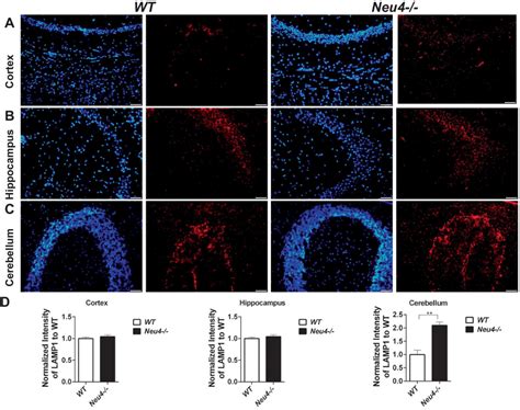 Immunofluorescent Staining Of Lamp1 Cells In Neu4 Mouse Brain