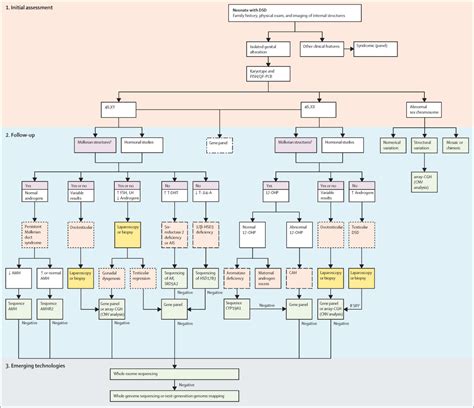 A Clinical Algorithm To Diagnose Differences Of Sex Development The