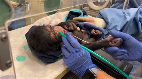 Watch Chimps Emotional Reunion With Baby Following C Section Warms Hearts