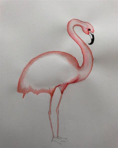 Flamingo Drawing Illustration How To Draw Flamingo Flamingo Drawings