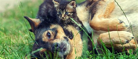 Vice's will tilghman tries to make his monthly rent of $965 by working weird jobs posted on the gigs section of new york craigslist. 8 Questions You Need to Ask Before Taking a Pet Sitting ...