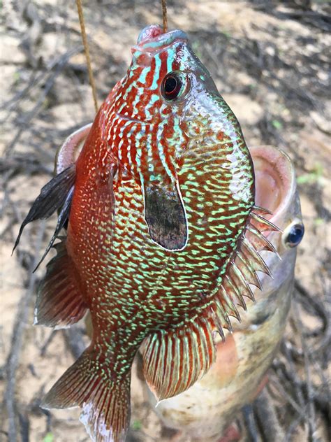 In stock parts and fast shipping! Longear Sunfish - Dandy Don's LSU Sporting News