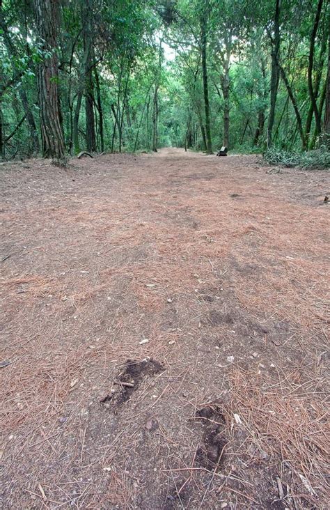 Footsteps On Forest Walking Path Stock Image Image Of Plants