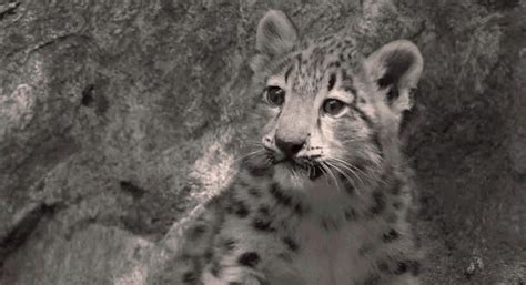 Two Rare Snow Leopard Cubs Just Made Their Debut At The Bronx Zoo