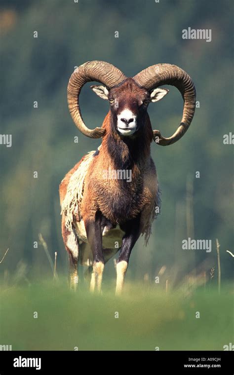 Mouflon Wild Sheep Ovis Musimon Male Stock Photo Alamy