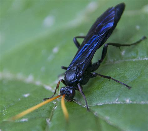 Large Blueblack Wasp Ichneumon Centrator Bugguidenet