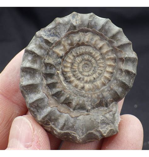 Fossils For Sale Fossils Jurassic Ammonite From Holderness