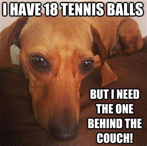 62 Best Dachshund Memes And Wiener Dog Humor Images On