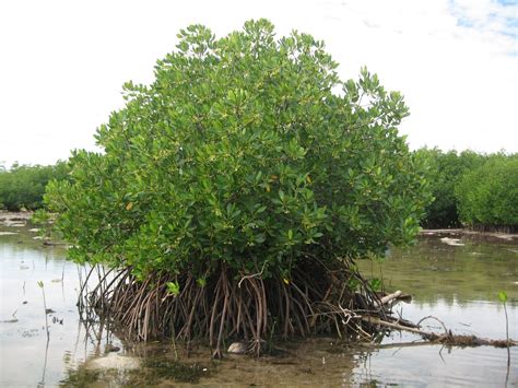 Jenis Jenis Mangrove Beserta Ciri Dan Manfaatnya Agrozine