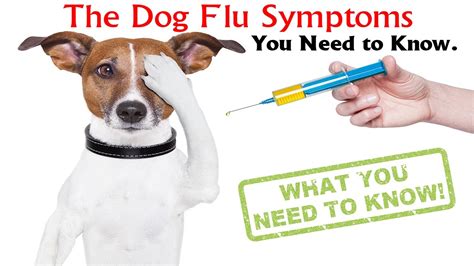 The animals' flu symptoms—respiratory disease and, for some, eventual death—resemble the same symptoms for the roughly 100 million u.s. The Dog Flu Symptoms You Need to Know - YouTube