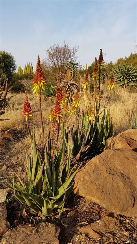 Aloe Hybrid In Flower Johans Hybrids Vaal Retreat 1 Sept 2018 Wild