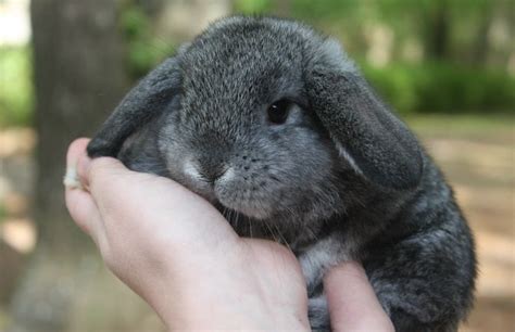 Holland Lop Bunny Кролик