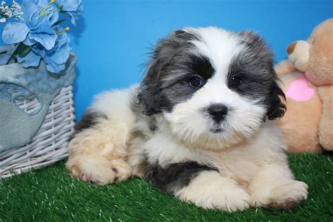 1:16 bowwow babies® recommended for you. Lhasa Apso Puppies For Sale - Long Island Puppies