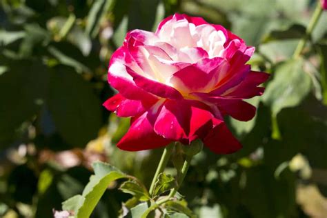 Everything To Know About The Hybrid Tea Rose Au