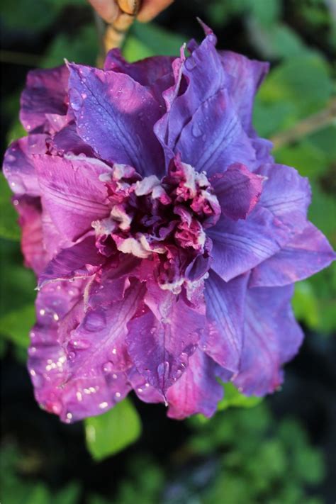 Check spelling or type a new query. Clematis-Shop - Über 300 Sorten online bestellen ...