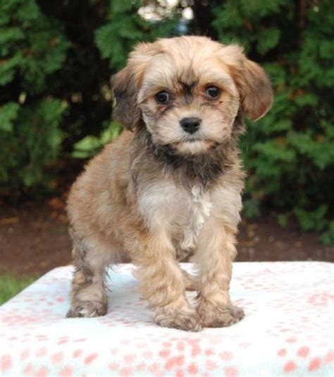 Visit our website to see the latest litters and read all about adorable cavachons. Cavachon Puppies For Sale | Ontario Street, ON #253200