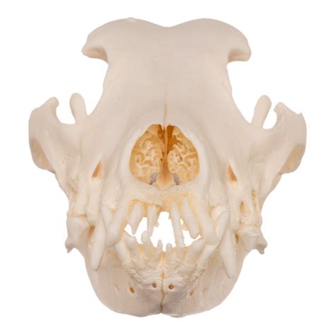 Real Domestic Dog Golden Retriever Skull — Skulls Unlimited