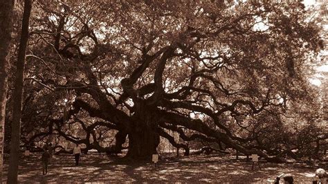 Angels Oak Photograph By V D Fine Art America