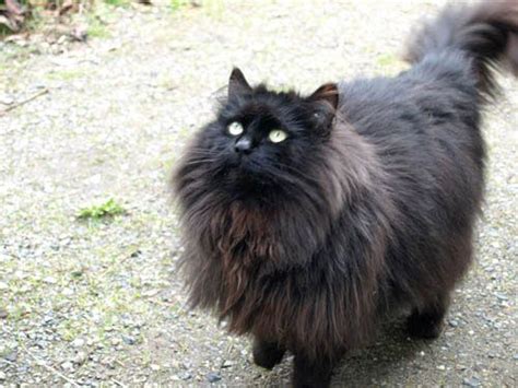 25 Best Long Haired Black Cat Images On Pinterest Black