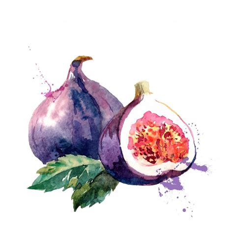 Watercolor Painting Common Fig Drawing Fruit Png 1205x1205px