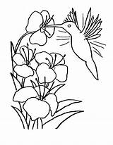 Coloring Hummingbird Printable sketch template