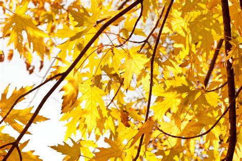 Sun Shining Through Maple Leaves Stock Image Image Of Summer Leaf