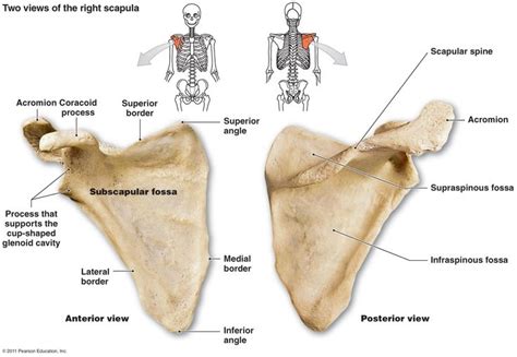 Scapula Infraspinous Fossa