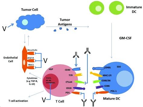 Pancreatic Cancer With Targeted Immunotherapy Dc Dendritic Cell