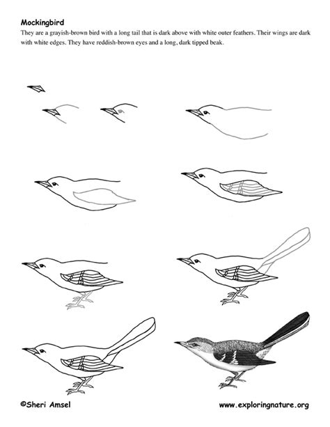 The wings now resemble two leaves. Mockingbird Drawing Lesson