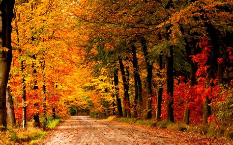 Country Road Autumn Autumn Waves Country Roads Forest Road Autumn