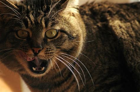 Abstract periodontal health is defined by absence of clinically detectable inflammation. Why Does Your Cat Have Bad Breath? | Cat Checkup