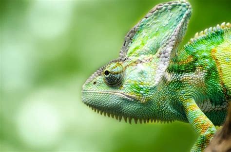 Free Picture Wildlife Lizard Camouflage Animal Reptile Chameleon