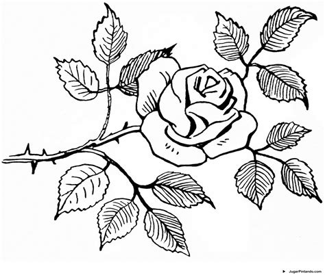 Dibujos De Rosas Para Pintar Y Colorear Rincon Dibujos Images And