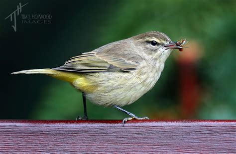 Fall Songbird Migration In Southern Alberta Bird Canada