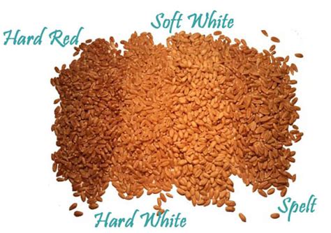 Soft White Wheat Bulk Natural Foods