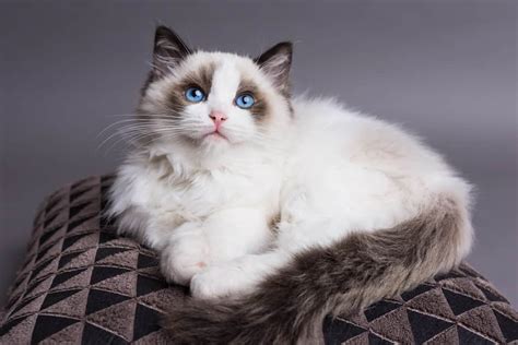 Ragdoll Cat The Ultimate Guide To Their History Types