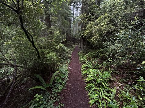 Hiking The Damnation Creek Trail In Del Norte Coast Redwoods State Park