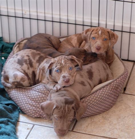 Blue Eyed Beauties Catahoulas Cute Puppies Dogs And Puppies Cute