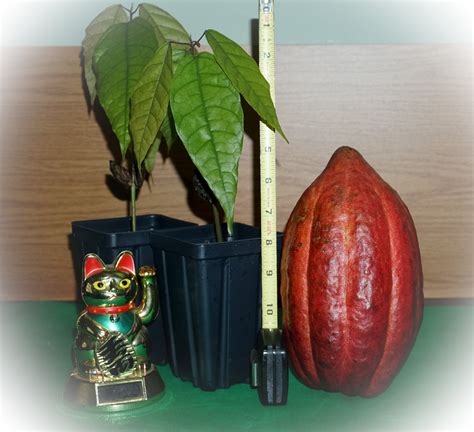 Cacao Chocolate Trees For Sale