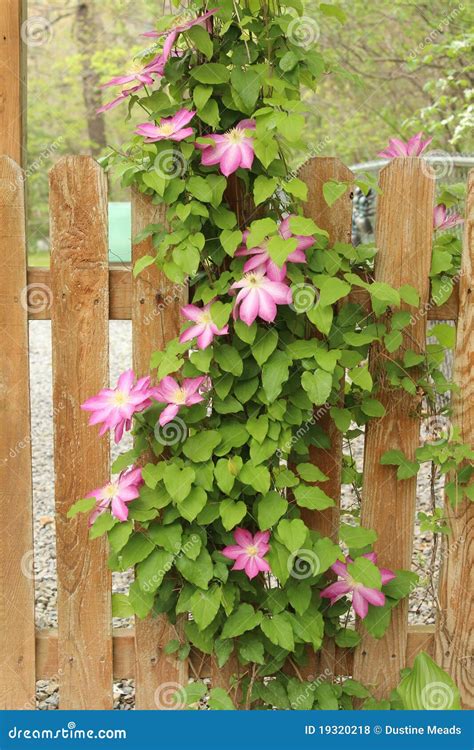 Spring Clematis Vines Full Of Lovely Pink Flowers Stock Photo Image