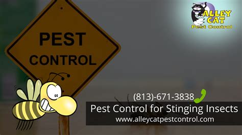 Pest Control Tampa Pest Control For Stinging Insects