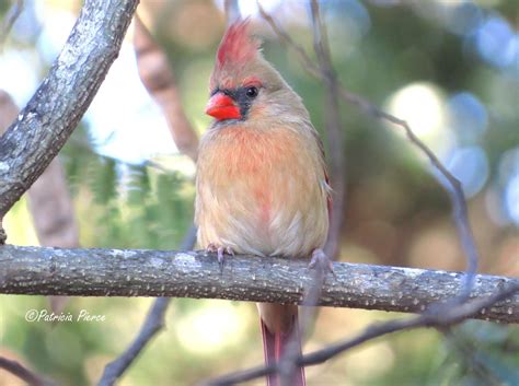 Northern Female Cardinal Birds And Blooms