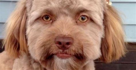 This Puppy With A Strangely Human Face Is Freaking Out The Internet