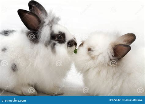 Love Of Rabbits Stock Image Image Of Little Couple White 5726431