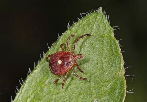 Tick Bites Can Trigger Meat Allergy What You Need To Know