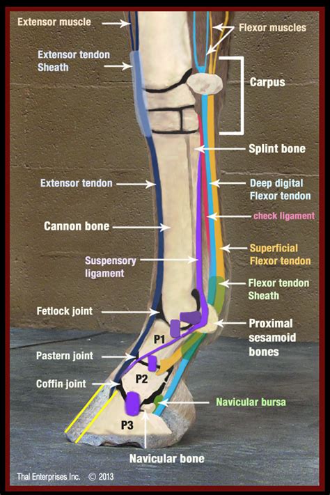 Navicular Bone Anatomy Horse