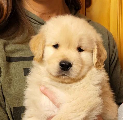Top 138 Long Haired Golden Retriever For Sale Polarrunningexpeditions