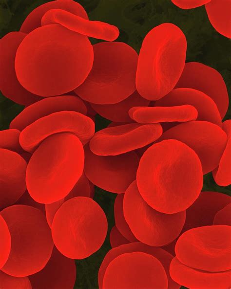 Red Blood Cells In Isotonic Solution Photograph By Dennis Kunkel